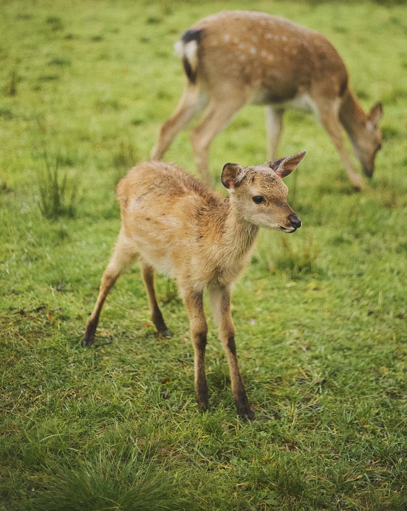 A deer grazes in a grassy field while a fawn in the foreground stands at an angle to the camera, looking into the distance.